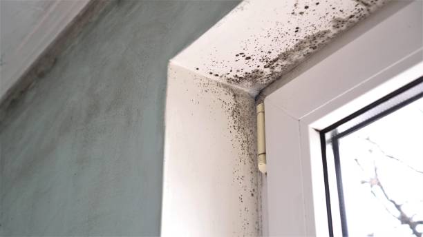 Best Attic Mold Removal  in Essex Junction, VT