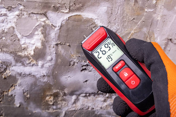 Best Commercial Mold Removal  in Essex Junction, VT