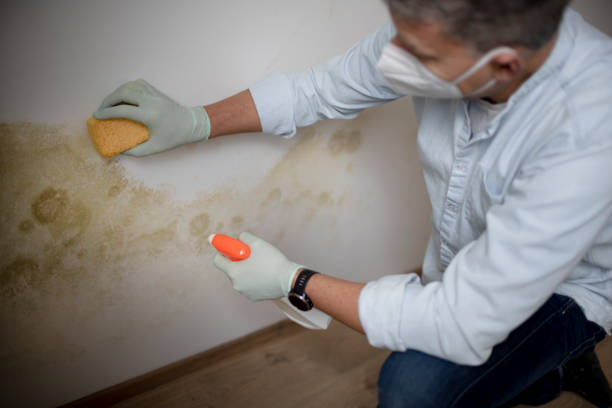 Best Professional Mold Removal  in Essex Junction, VT