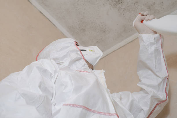 Best Local Mold Removal Service  in Essex Junction, VT