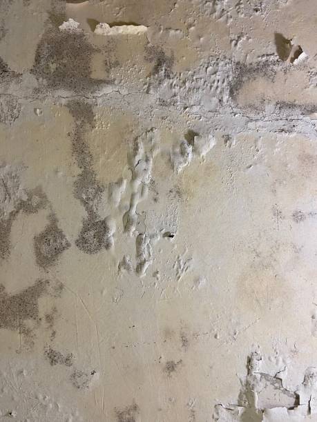 Best Commercial Mold Removal  in Essex Junction, VT