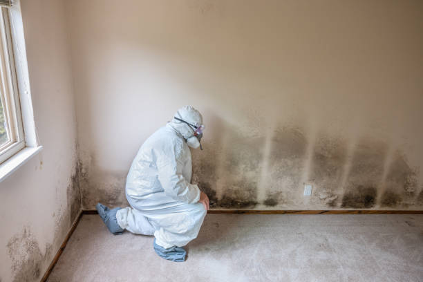 Essex Junction, VT Mold Removal Company