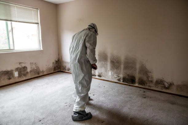 Office Mold Removal Services in Essex Junction, VT